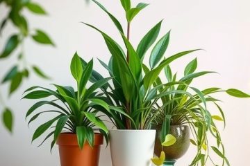 新手必看 2023 年最受歡迎的室內植物選擇